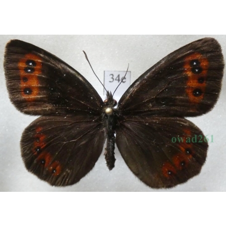 Erebia aethiops (Esper, 1777) Górówka medea Poland34e